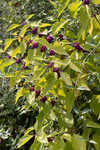 American beautyberry